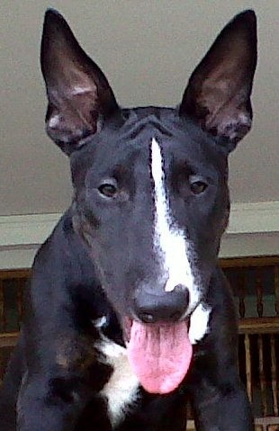 EN SU SEXTO MES FOTOGRAFIE A MI BULL.... EN SU SEXTO MES FOTOGRAFIE A MI BULL....